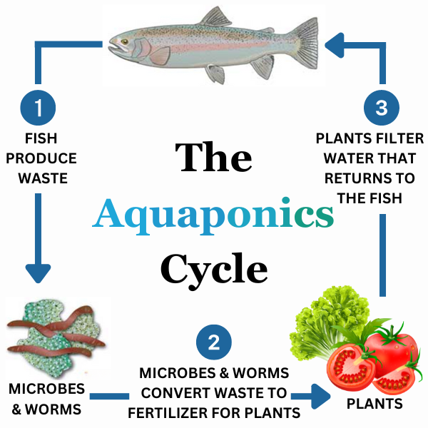 Aquaponics System Diagram
